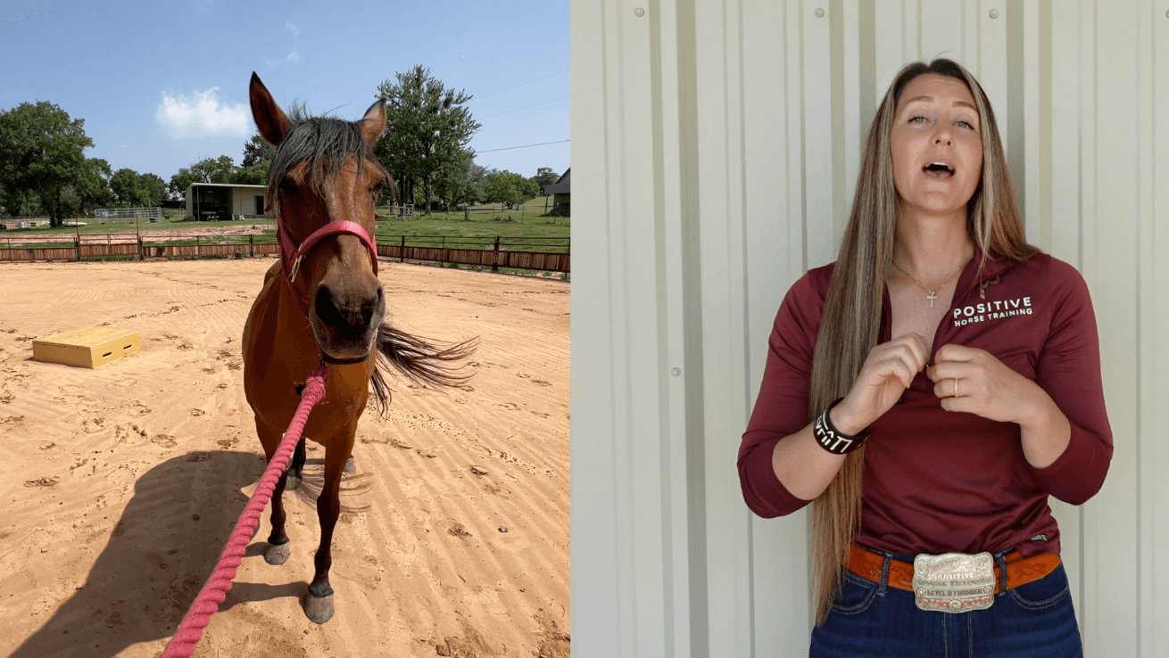 Course screenshot: a bay horse on a taut lead rope while Marina explains on camera