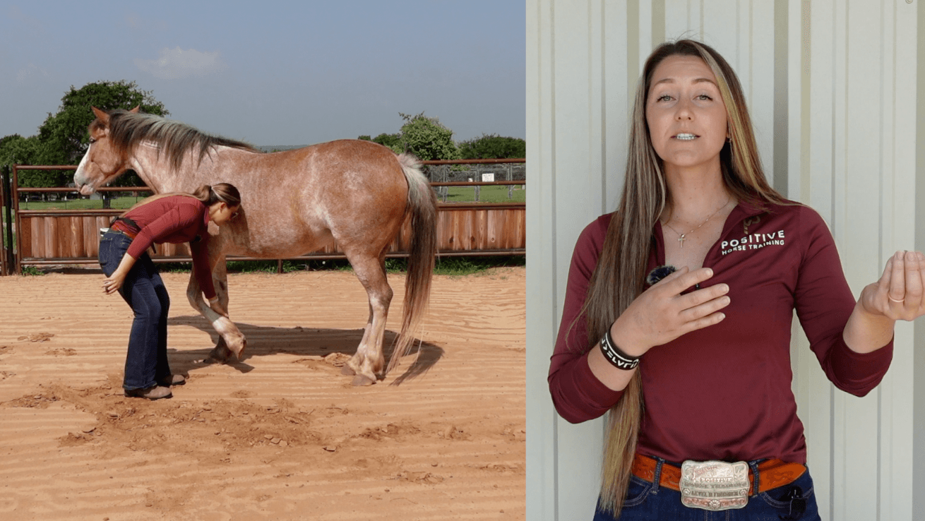 Course screenshot: Marina asks a horse to lift a hoof while explaining on camera