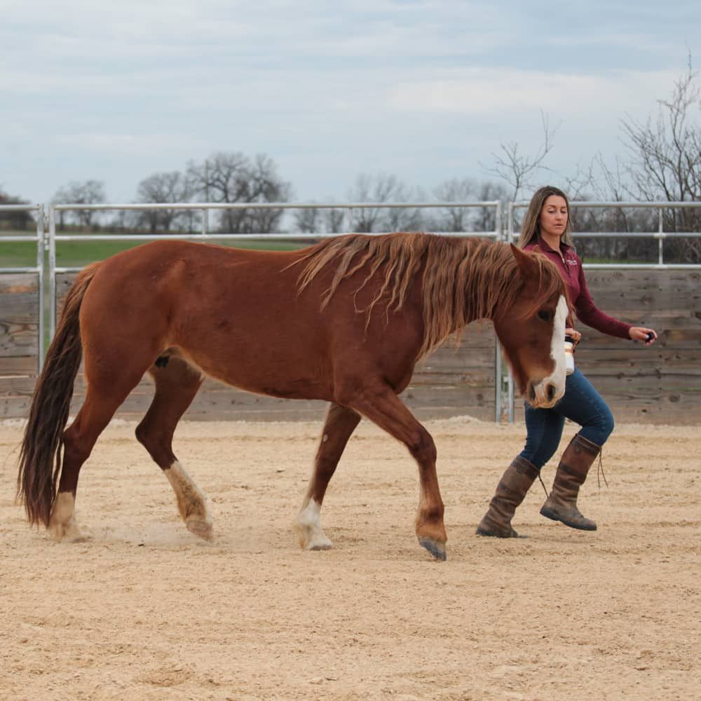 Marina working with a horse at liberty